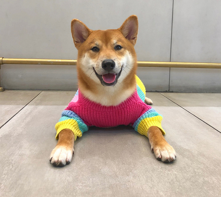 Rainbow sweater small dog puppies clothes