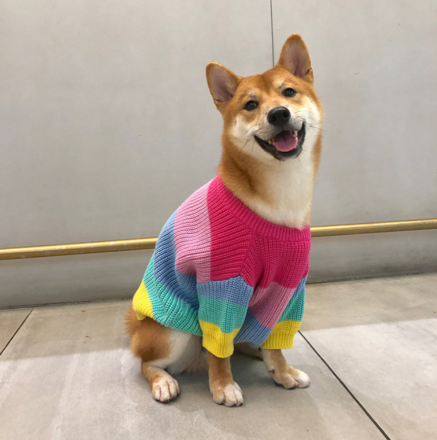 Rainbow sweater small dog puppies clothes