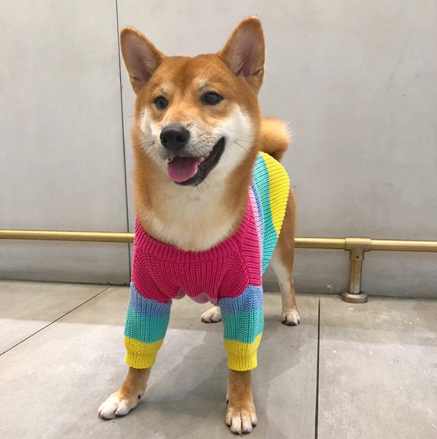 Rainbow sweater small dog puppies clothes